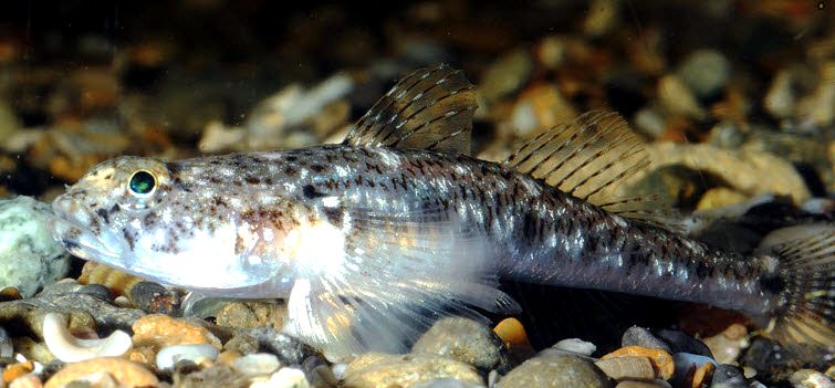 Pomatoschistus marmoratus_009